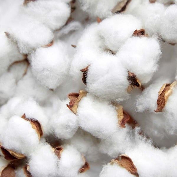 Close-up of a cotton flowers